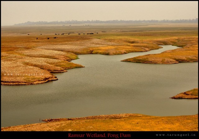 Pong Wetland Himachal Pradesh