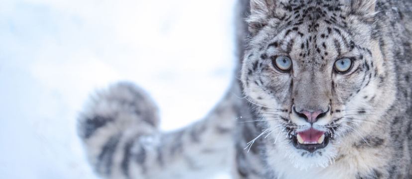 Project Snow Leopard - Himachal Pradesh General Studies